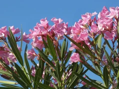 Oleander nie kwitnie i gubi liście? Zanim dolejesz wody, sprawdź jedną rzecz