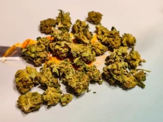 Odmiana Animintz – medyczna marihuana 22% od S-Lab
