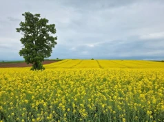 Kontrakty na rzepak lipiec–sierpień 2026. Aktualne stawki