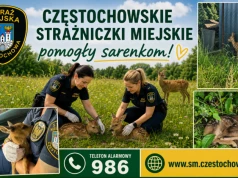 Mieszkaniec znalazł dwie małe sarenki i powiadomił częstochowską Straż Miejską