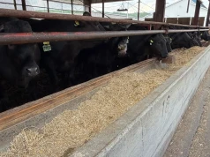 31 tys. zł za bydło rasy Wagyu. Tu stawiają na genetykę i suchy TMR