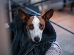 Latem więcej zwierząt traci swoje domy. Gościem RŁ Katarzyna Rezler ze Stowarzyszenia Animal SOS