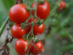 Wyrzucasz liście pomidorów? Lepiej wykorzystaj je w ogrodzie. Ten prosty sposób uratuje uprawy