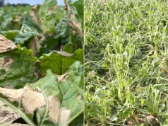 Upał i grad uderzyły w buraki. Jak ratować uszkodzone plantacje?