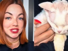 Mieszka w USA od lat. Do weterynarza woli polecieć z kotem do Polski. "Za niecałą połowę tej ceny..."