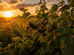 Zamiast gratulacji – gniew plantatorów. Burza pod wpisem Ministerstwa Rolnictwa