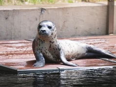Oto nowy maluch we wrocławskim zoo. Waży już 21 kilogramów