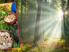 Grzybiarz wybrał się do lasu i pokazał zbiory. "Oszaleję, ale poczekaj..."