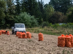 Rolniczy handel detaliczny. Co można sprzedać z gospodarstwa i gdzie to zgłosić?