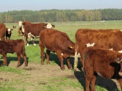 Duża zmiana dla hodowców. Od 15 lipca rusza ubój pastwiskowy