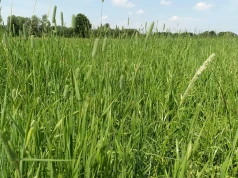 Ile azotu, fosforu i potasu podać na łąkę? Terminy są równie ważne