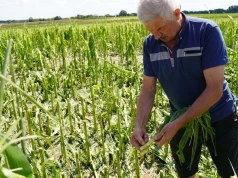 "W tym roku nawet nie ma po co odpalać kombajnu"