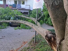 Lublin: Potężny konar runął na zaparkowany samochód