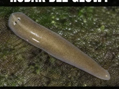 Robak zgubił głowę, trauma została