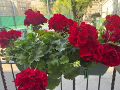 Sąsiedzi leją to pod pelargonie. Sprawdziłam, czy naprawdę przedłuża kwitnienie aż do listopada