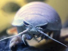 Gigant z głębin. Żywi się głównie padliną