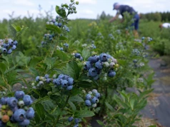 80 hektarów borówki otwarte dla każdego! Ruszają wielkie samozbiory