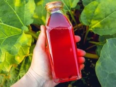 Zbieram na polu i gotuję. Pyszny syrop dolewam niemal do wszystkiego