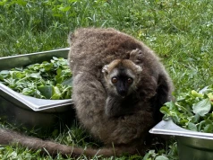 Sukces hodowlany świętokrzyskiego ogrodu zoologicznego
