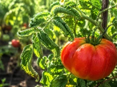 Zwijają się liście pomidorów w szklarni? Zrób ten 1 krok, by uratować plony