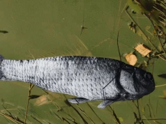 Remontują zaporę, spowodowali katastrofę. Czy w Pilchowicach zabrakło rozumu?