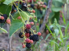 Większość osób robi to z jeżynami za wcześnie. Potem owoce są kwaśne i mało soczyste