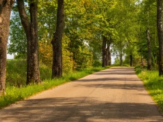 MKiŚ nie zamierza godzić się na wycinanie drzew przydrożnych na Warmii i Mazurach