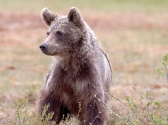 Dzika natura na podkarpackich ulicach. Dlaczego drapieżniki i leśna zwierzyna wchodzą do miast?