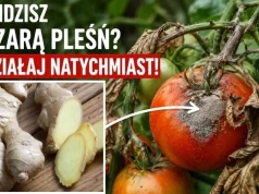 Imbir w walce z chorobami pomidorów. Zastosuj ten oprysk, a grzyb zniknie