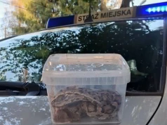 Alarm na posesji w Krakowie. Mieszkanka była przekonana, że w ogrodzie jest żmija
