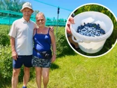 Zamiast spa wybierają rządek numer pięć. Zaczęło się od kilku krzaków z Niemiec