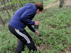 Nie wychodzą z lasu. Jagody są teraz na wagę złota i... na zapisy