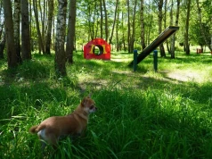 W Podlesiu powstał wybieg dla psów. Kolejne zostaną urządzone w Bogucicach i Giszowcu