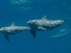 Delfiny z Adriatyku uzależniły się od trawlerów