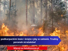 Ogień w podkarpackim lesie i śnięte ryby w zalewie. Trudny poranek strażaków!