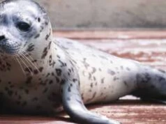 W zoo we Wrocławiu pojawił się nowy ulubieniec. Poznajcie Mako!