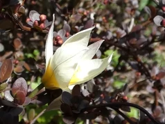 Tulipan dwukwiatowy