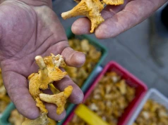 Z lasu prosto do paczkomatu. W ogłoszeniach ceny nawet 50 zł/kg