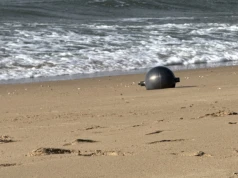 Tajemnicze kule na plaży w Australii. Wyznaczono strefę bezpieczeństwa