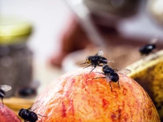 Jak odstraszyć muchy z domu? Wystarczą te dwie przyprawy