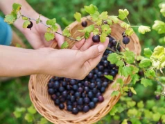 Jak naturalna pigułka pełna antyoksydantów. Te owoce mają ich najwięcej