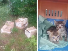 Cztery kartony, dwa wystraszone kotki. Smutne znalezisko w Olsztynie