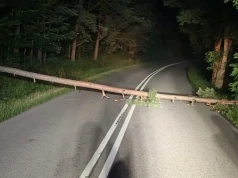 Podcięte drzewo runęło na drogę w Ostrzycach