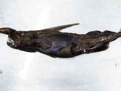 Podręczniki trzeba pisać na nowo? Wyłowili z oceanu nieznaną dotąd rybę