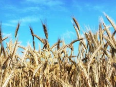 06.07.2026 Ceny skupu zbóż, kukurydzy, oleistych i strączkowych: stawki są stabilne. Pojawiają się pierwsze ceny z nowych zbiorów!