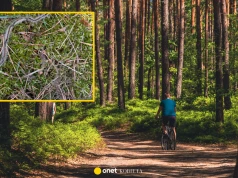 Leśnicy ostrzegają przed tym owadem. "Poruszają się jedna za drugą"