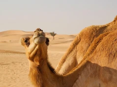 Weszła w życie umowa o wolnym handlu między Ukrainą a Zjednoczonymi Emiratami Arabskimi