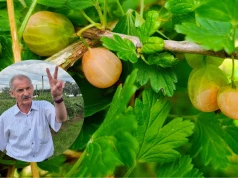 Kolejne skutki upałów mogą ujawnić się na plantacjach. Prof. Pluta ostrzega