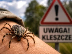 Ruszają w pościg za ofiarą! Sprawdź, jak nie dać się ugryźć kleszczom z Afryki