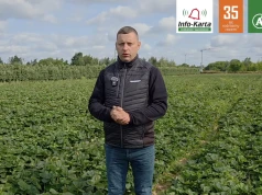 Zabiegi pozbiorcze w truskawkach – Komunikat Jagodowy, Tomasz Domański